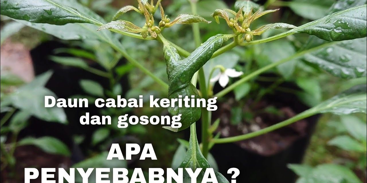 Solusi Pucuk Tanaman Cabai Kering Dan Gosong Untuk Pemula
