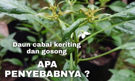 Solusi Pucuk Tanaman Cabai Kering Dan Gosong Untuk Pemula