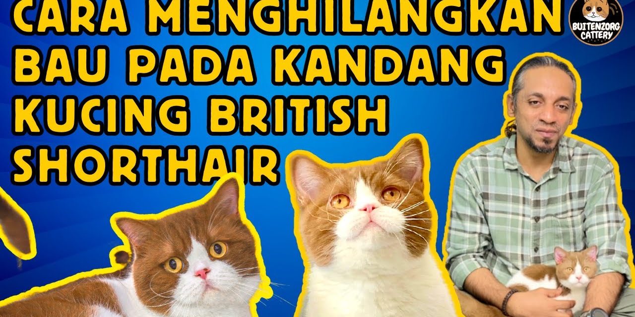 Langkah Sederhana Untuk Menghilangkan Bau Kandang Kucing