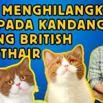 Langkah Sederhana Untuk Menghilangkan Bau Kandang Kucing