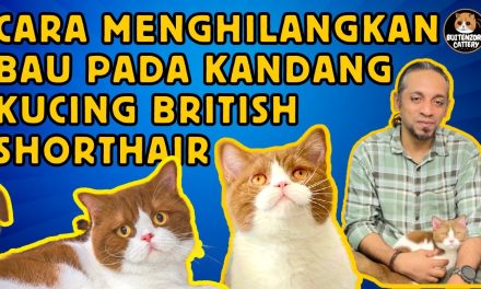 Langkah Sederhana Untuk Menghilangkan Bau Kandang Kucing