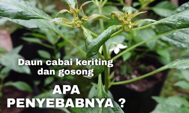 Solusi Pucuk Tanaman Cabai Kering Dan Gosong Untuk Pemula