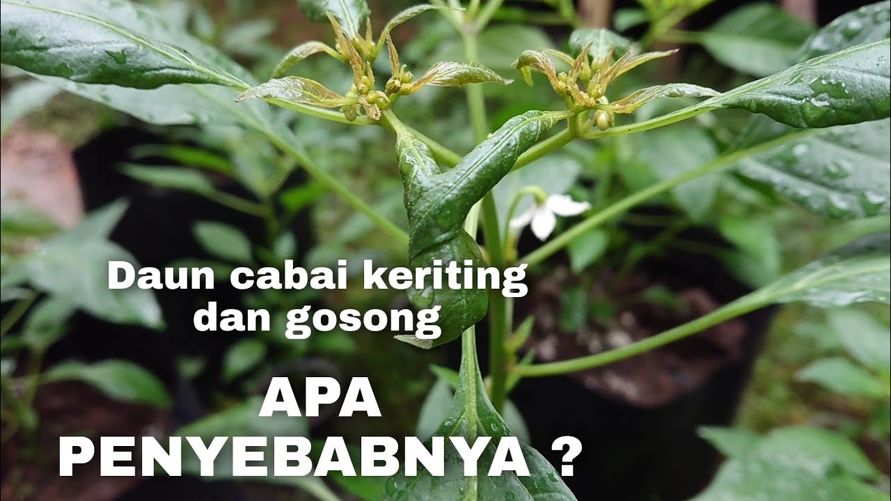 Solusi Pucuk Tanaman