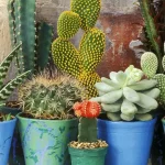 Jenis Kaktus Indoor Yang Unik Dan Mudah Dirawat Bagi Pemula