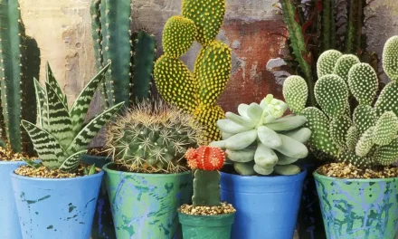 Jenis Kaktus Indoor Yang Unik Dan Mudah Dirawat Bagi Pemula