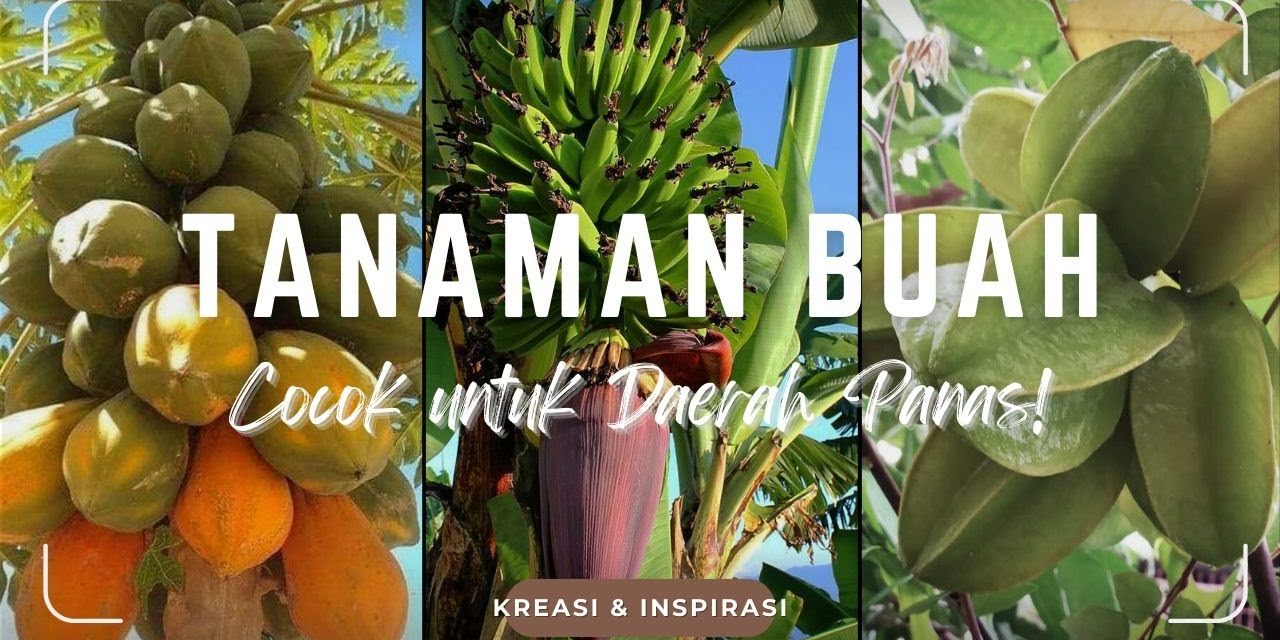 Rekomendasi 10 Jenis Pohon Buah Cepat Panen Musim Kemarau