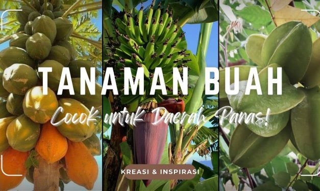 Rekomendasi 10 Jenis Pohon Buah Cepat Panen Musim Kemarau
