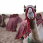 Arab Saudi Terbitkan Paspor Khusus Untuk Unta