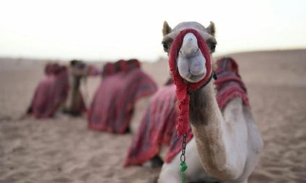 Arab Saudi Terbitkan Paspor Khusus Untuk Unta