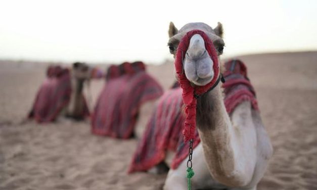 Arab Saudi Terbitkan Paspor Khusus Untuk Unta