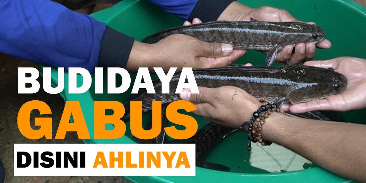 Budidaya Ikan Gabus Dengan Panduan Lengkap Untuk Pemula