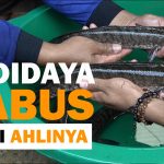 Budidaya Ikan Gabus Dengan Panduan Lengkap Untuk Pemula