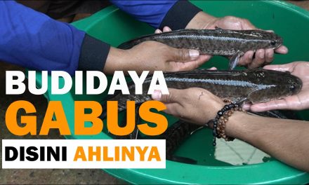 Budidaya Ikan Gabus Dengan Panduan Lengkap Untuk Pemula