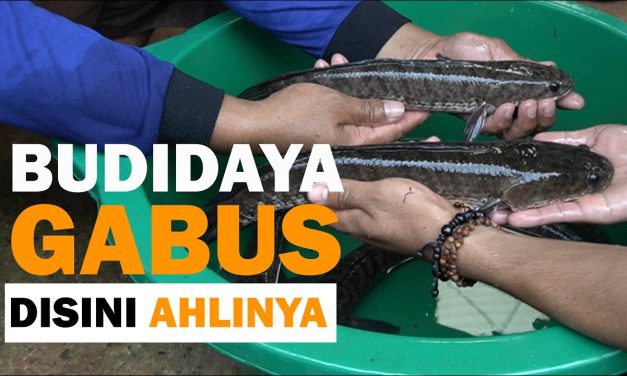 Budidaya Ikan Gabus Dengan Panduan Lengkap Untuk Pemula