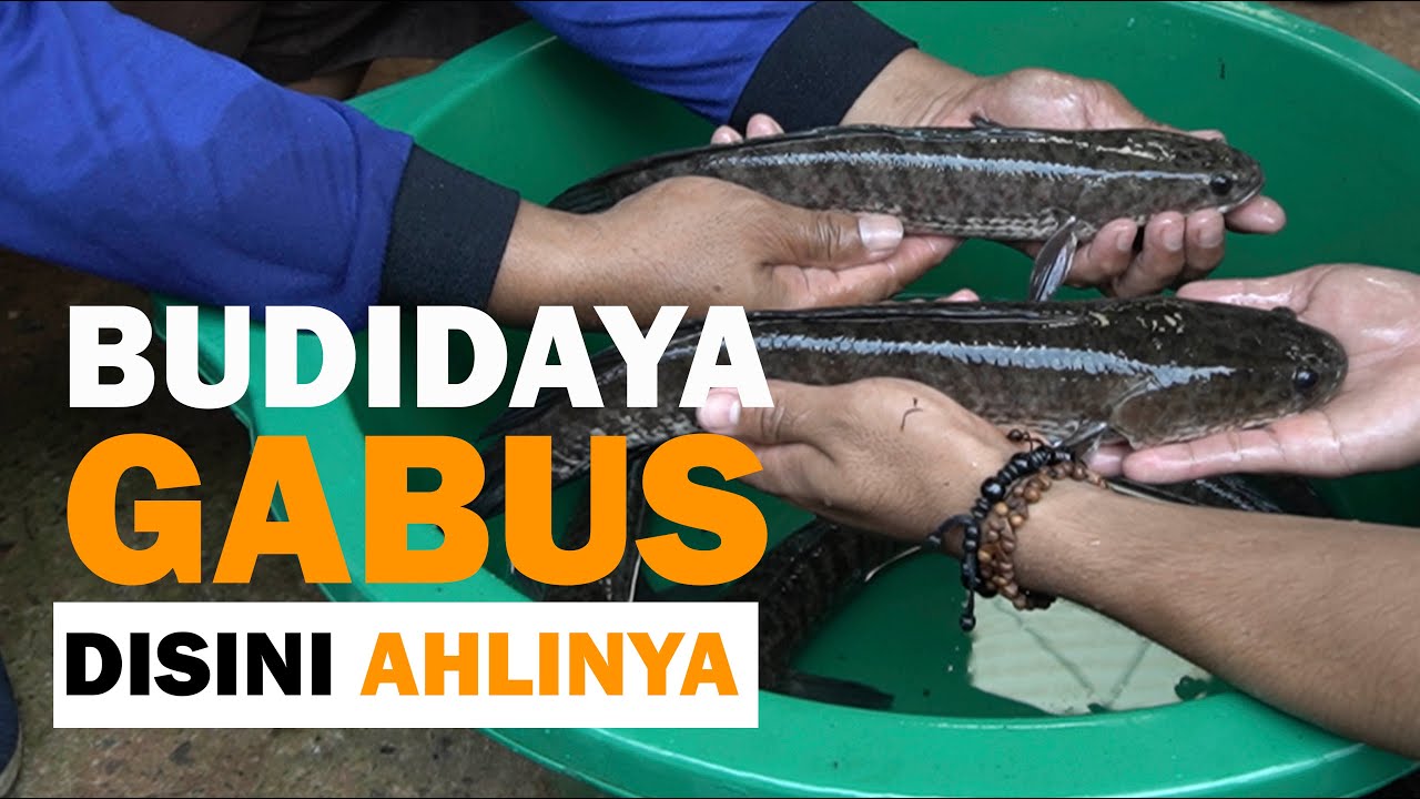 Budidaya Ikan Gabus