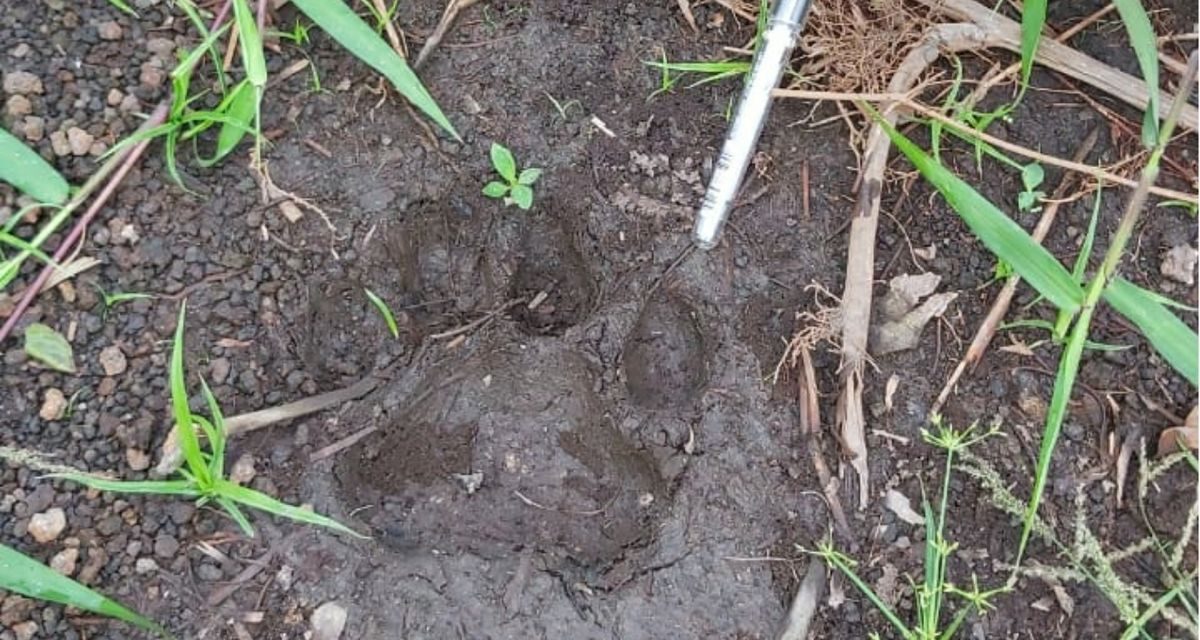 Penemuan Jejak Harimau Di Kebun Nanas Picu Khawatir Warga