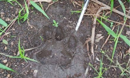 Penemuan Jejak Harimau Di Kebun Nanas Picu Khawatir Warga