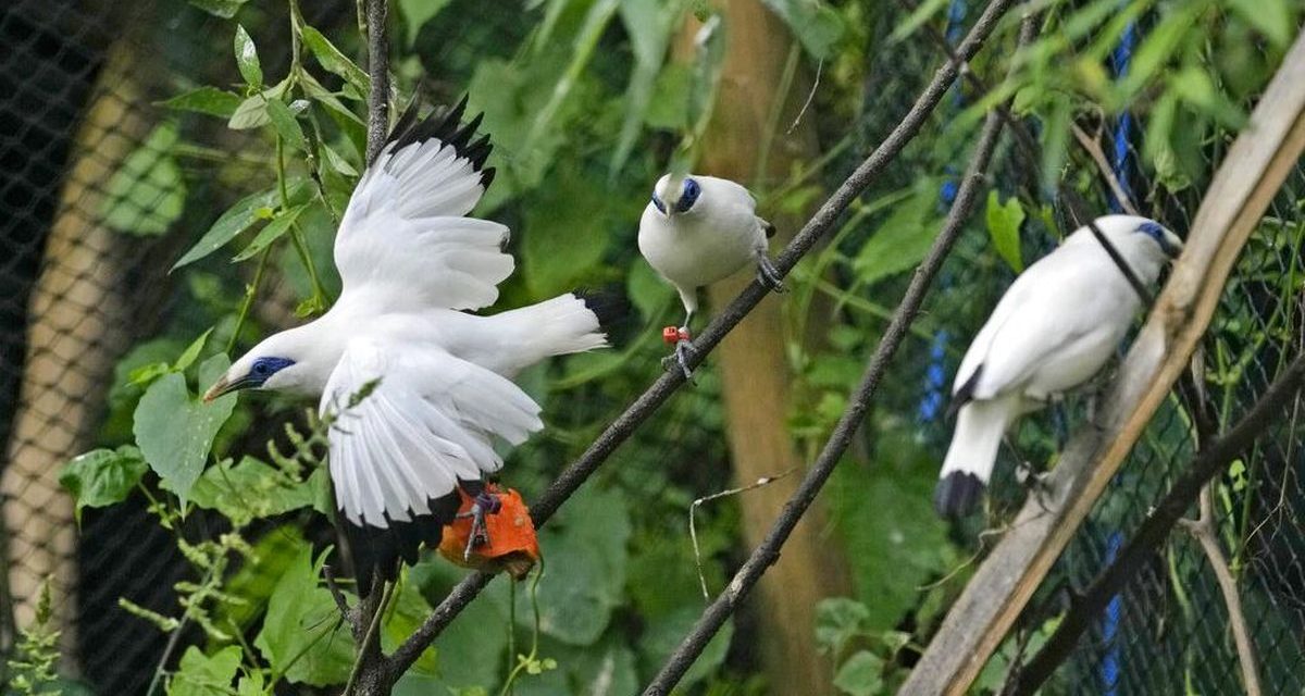 Burung Jalak Bali, Burung Endemik yang Terancam Punah