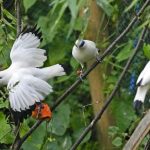 Burung Jalak Bali, Burung Endemik yang Terancam Punah