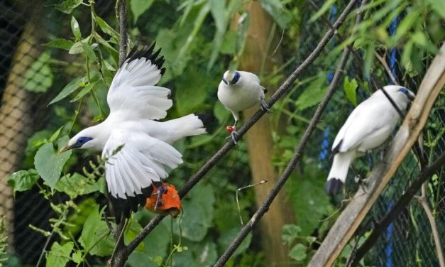 Burung Jalak Bali, Burung Endemik yang Terancam Punah