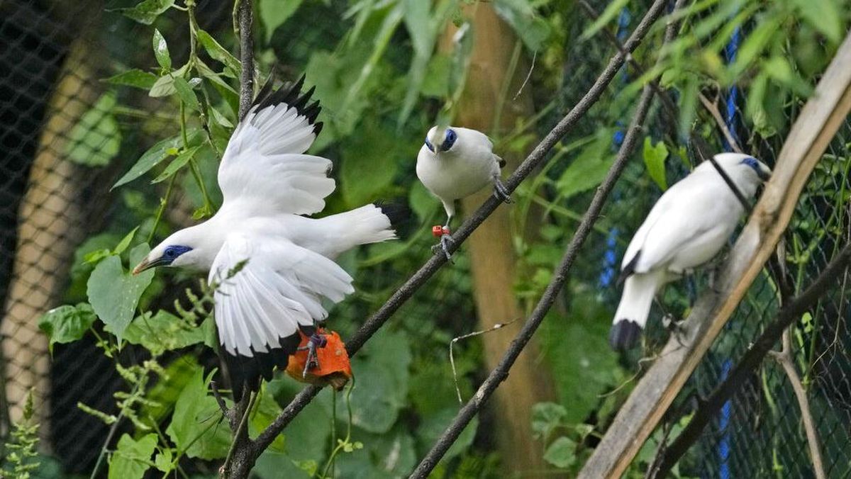 Burung Jalak Bali